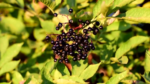 Ripe Black Elderberries Hang On Bushes. — Stock Video