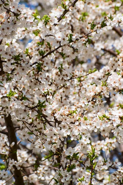 Spring Background Plum Blossoms Copy Space Many Little White Flowers — Stock Photo, Image
