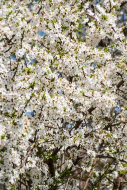 Erik çiçekleriyle bahar arkaplanı. Bir dalda bir sürü küçük beyaz çiçek. Boşluğu kopyala.