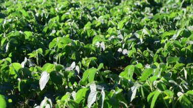 Soybean soy field of green plants a general plan nature agriculture. organic farming. Green background.