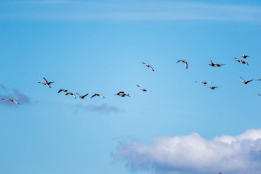 Many wild geese fly and crow. Blue sky with clouds.