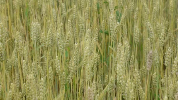 Pšenice Farmě Téměř Zralá Ekologicky Čisté Pěstování — Stock video