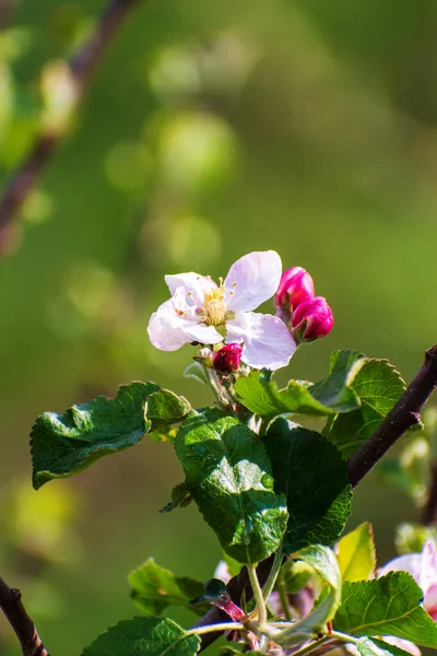 Piękny Kwiat Gałęzi Jabłoni Wiosną Zielone Rozmazane Tło Kwiatem — Zdjęcie stockowe