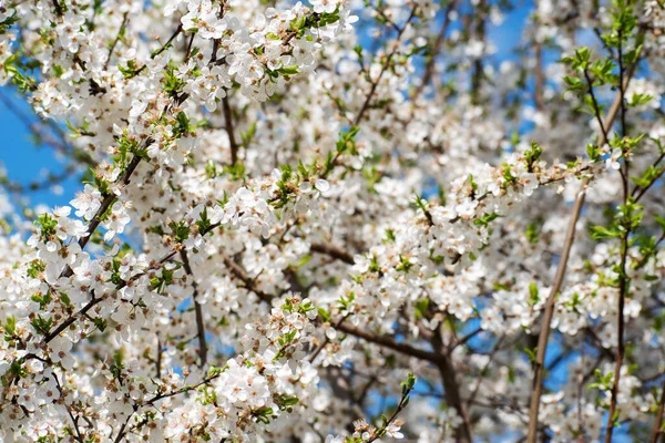 Ανοιξιάτικο Φόντο Άνθη Δαμάσκηνου Πολλά Μικρά Άσπρα Λουλούδια Ένα Κλαδί — Φωτογραφία Αρχείου