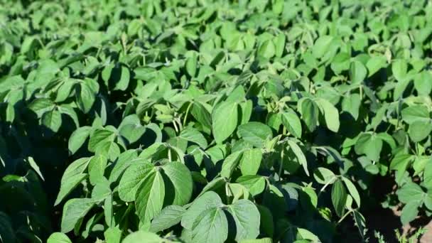 Soybean Soy Field Green Plants General Plan Nature Agriculture Organic — Vídeo de Stock