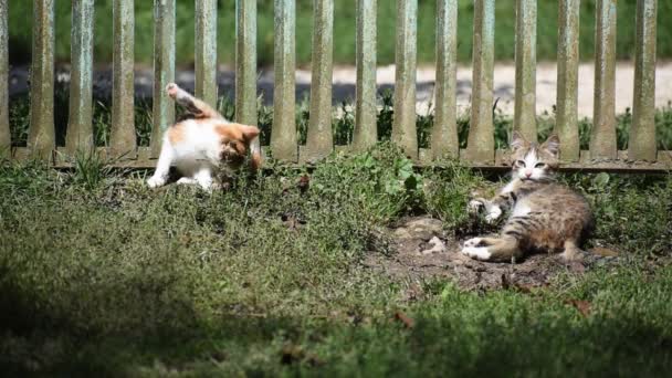 Kleine Katjes Spelen Tuin Het Groene Gras — Stockvideo