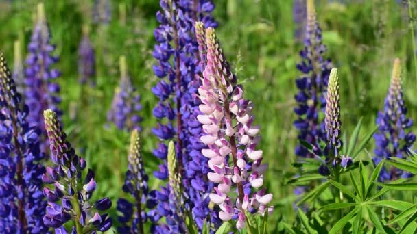 Blå Lupin Blommar Massor Vilda Blommor Vacker Natur — Stockvideo