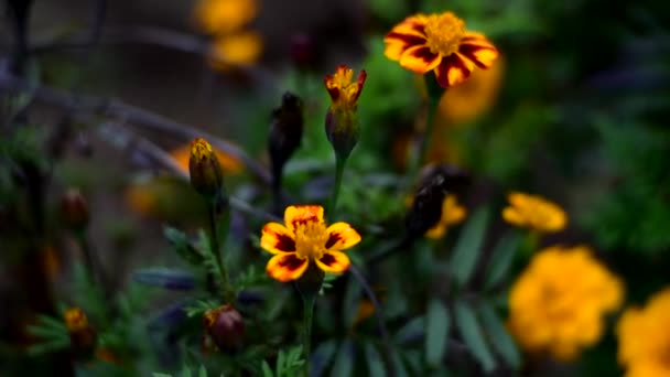 Őszi Körömvirág Virágzik Ringatózik Szélben Szeles Őszi Időjárás — Stock videók