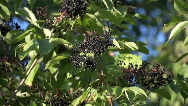 Grappes Fruits Sureau Noir Dans Jardin Sureau Sureau Noir Fond — Video