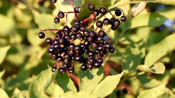 Ώριμα Μαύρα Μούρα Κρέμονται Στους Θάμνους Φαρμακευτικό Φυτό — Αρχείο Βίντεο