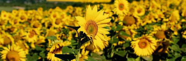 Beautiful landscape with sunflowers. Many flowers. sunflowers banner. Panoramic photo.