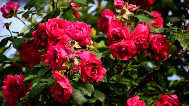 Red Rose Park Belles Fleurs Qui Balancent Dans Vent Floristique — Video