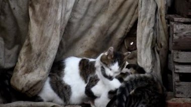 Kedicik anne yavrularıyla oynuyor. Evsiz kediler.