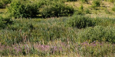 Sazlıkların ve çeşitli bitkilerin yetiştiği bir vadinin manzarası..