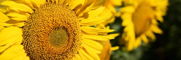 Beautiful landscape with sunflowers. Many flowers. sunflowers banner. Panoramic photo.