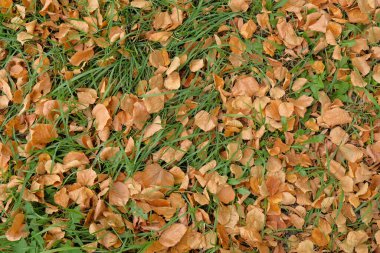 Turuncu yapraklar ve yeşil çimen arka plan. Sıcak sonbahar