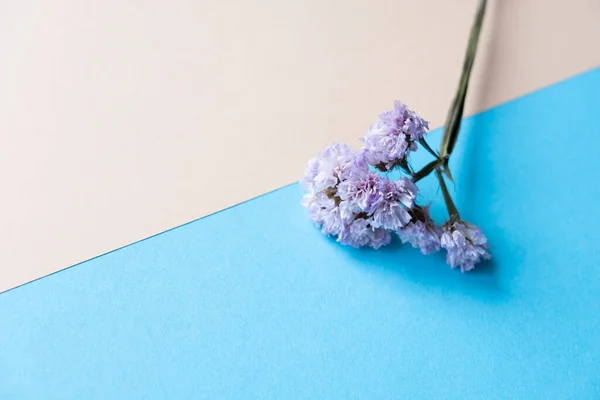 a branch of lilac dried flowers on a blue and beige background, free space. composition minimalism. Flowers on the background