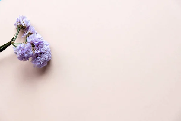 a branch of purple dried flowers on a beige background, free space. Place for text. Flowers on the background.