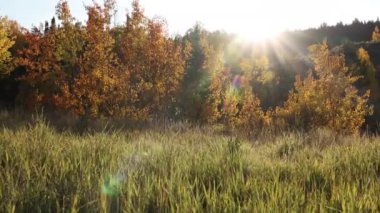 Utah 'ta sonbahar boyunca parlayan çimenli çayırlarda güneşe doğru yürüyorum..