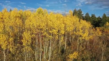 Hava görüntüsü geriye doğru uçuyor. Wasatch dağlarında sonbahar renk manzarası daha geniş..