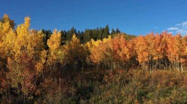 Utah 'ta güneşli bir günde yapraklar rüzgarda eserken sonbahar manzarası..