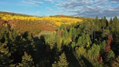 Çam ağaçlarının üzerinden geriye doğru uçarak Utah 'ta sonbahar sırasında renkli manzarayı seyrediyor..