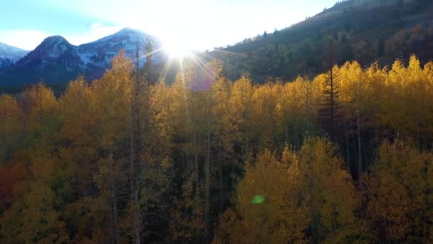 Boneca Aérea Olhando Para Sol Árvores Amarelas Brilhantes Durante Queda — Vídeo de Stock