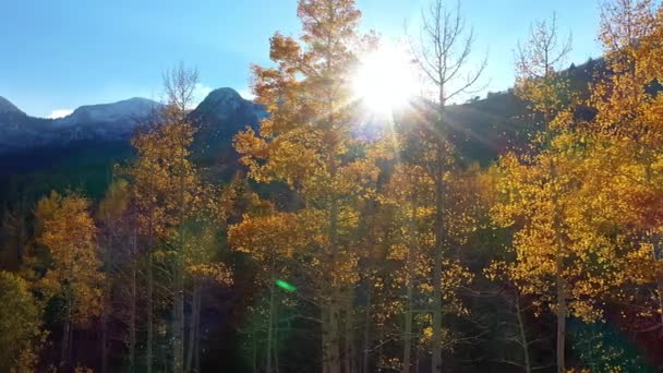 Slowly Flying Glowing Aspen Trees Autumn Looking Sun Fall Utah — Stock Video