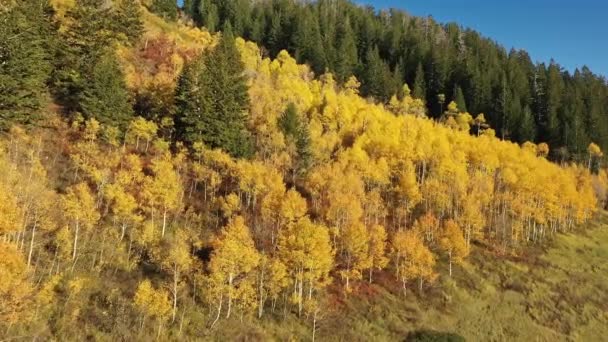 Vliegen Langs Aspen Boomgrens Heuvel Bekijken Kleurrijke Herfst Gebladerte Utah — Stockvideo