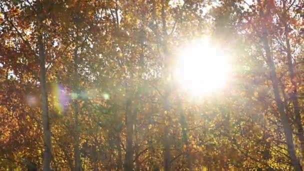 Солнечный Свет Проникает Сквозь Осеннюю Листву Проникая Сквозь Ветви Маленьких — стоковое видео
