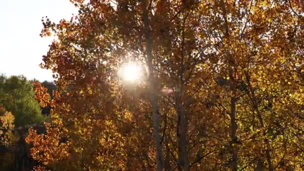 Ηλιακό Φως Κορυφώνεται Μέσα Από Φύλλα Κατά Διάρκεια Της Πτώσης — Αρχείο Βίντεο