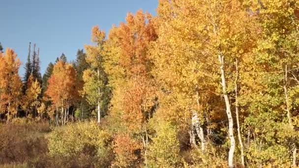 Spaziergang Durch Buntes Herbstlaub Sonnigen Tagen Durch Den Pinsel Utah — Stockvideo