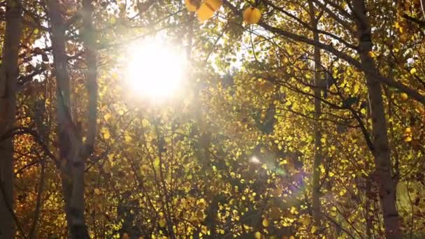 Προχωρώντας Αργά Στα Φύλλα Των Δέντρων Κοιτάζοντας Τον Ήλιο Λάμπει — Αρχείο Βίντεο