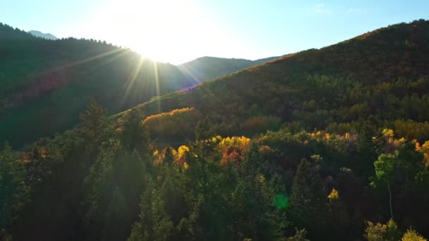 ユタ州の山の中で太陽に向かって移動する秋の間に黄金の色を見て松の木の上を飛んで — ストック動画