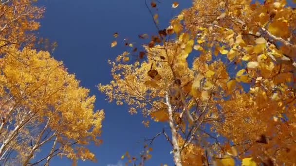 Idąc Przez Las Osiki Patrząc Żółte Liście Podczas Jesieni Utah — Wideo stockowe