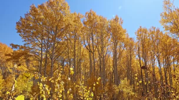 Las Hojas Amarillas Llenan Paisaje Mientras Soplan Brisa Día Soleado — Vídeo de stock