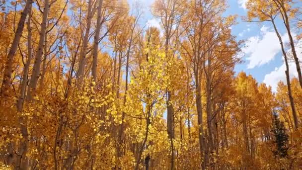 Promenade Dans Forêt Dorée Pendant Automne Dans Utah Que Les — Video