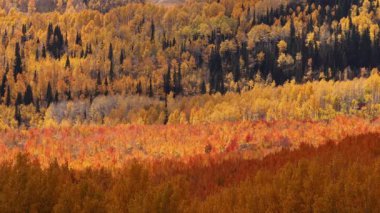 Utah 'ta renkli sonbahar manzarasında gezinen gölgeler sarı ve turuncu vadiyi kaplıyor..