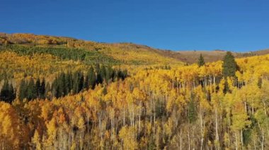 Sonbahar sırasında Utah 'taki dağlarda uçarak aşağıdaki ormandaki sarı yaprakları seyrediyorum..