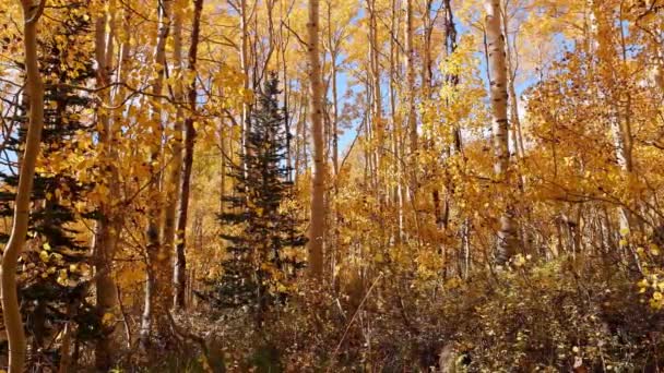 Gula Löv Faller Ner Till Skogsmarken Hösten När Träden Lyser — Stockvideo