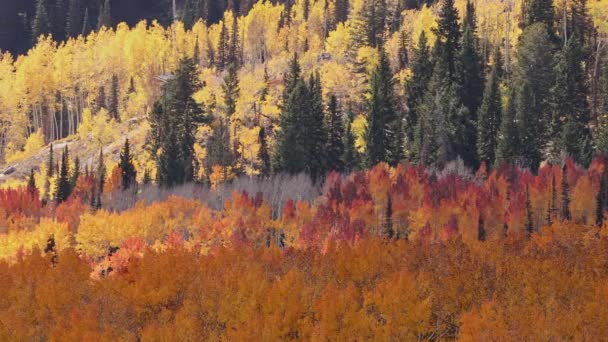 秋天覆盖犹他州森林山谷的五彩缤纷的秋天落叶全景 — 图库视频影像
