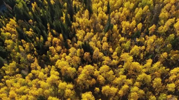 Αεροφωτογραφία Ψηλά Πάνω Από Κίτρινο Δάσος Aspen Δέντρο Φθινόπωρο Κοιτάζοντας — Αρχείο Βίντεο