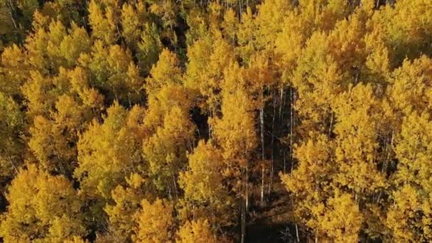 Vue Tournante Des Trembles Jaunes Remplissant Forêt Pendant Automne Sur — Video