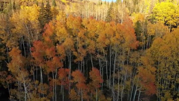 Rotierender Blick Über Farbige Herbstblätter Utah Die Den Canyon Unten — Stockvideo