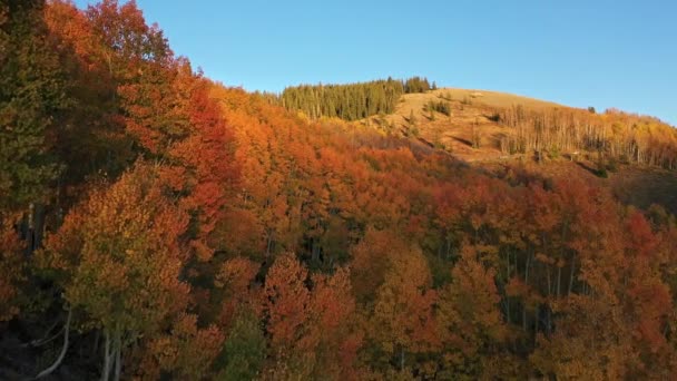 Volando Bajo Través Del Bosque Color Otoño Como Sombra Montaña — Vídeo de stock