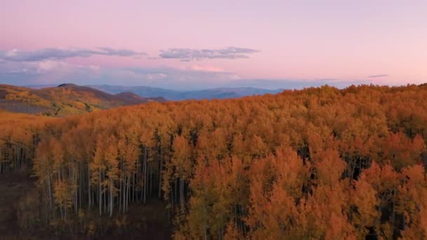 Tramonto Durante Vista Aerea Sorvolando Vivaci Alberi Gialli Una Foresta — Video Stock