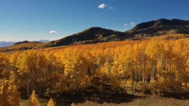 Sonbahar mevsiminde ağaçların tepesinden yükselen sarı kavak ağacı ormanlarında hava manzarası.