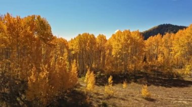Ağaçların altında hareket eden sarı Aspen ağaçlarıyla çevrili çayırların havadan görünüşü.