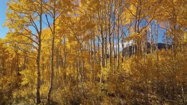 Pohled Modrou Oblohu Která Vidět Skrz Žluté Osikové Listy Podzim — Stock video