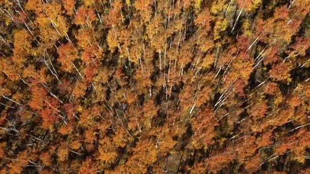 Опускаясь Неба Вершинам Деревьев Осенью Штате Юта Наблюдая Яркие Цвета — стоковое видео